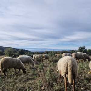 Manon, un cuisinier à Alès