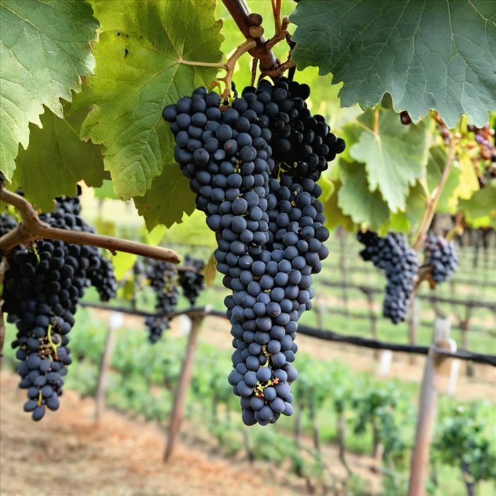 Origines et Évolution du Cépage Sangiovese