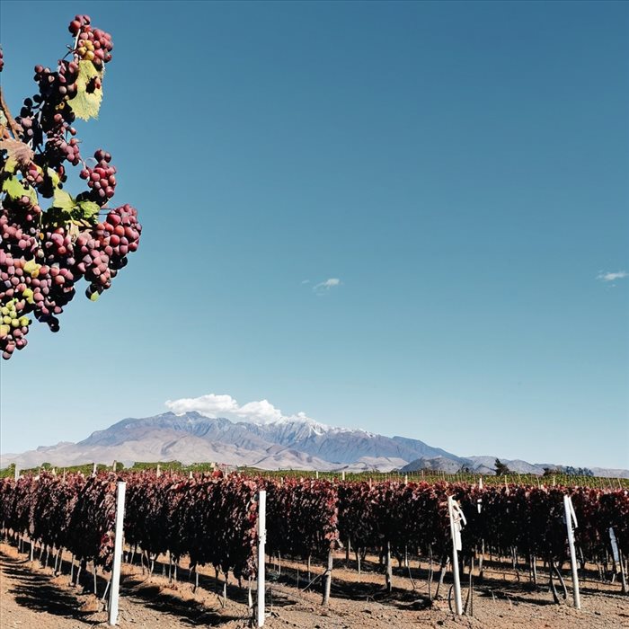 Cépage Malbec : Raison de sa Célébrité en Argentine