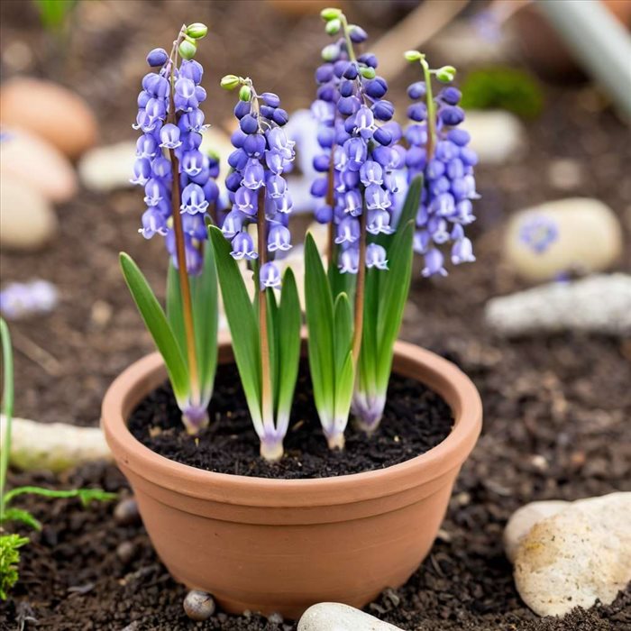 Conservation des Bulbes de Jacinthes Après Floraison