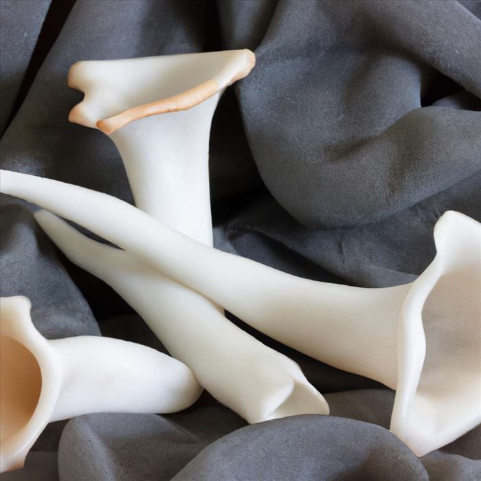 Conservation des Trompettes de la Mort